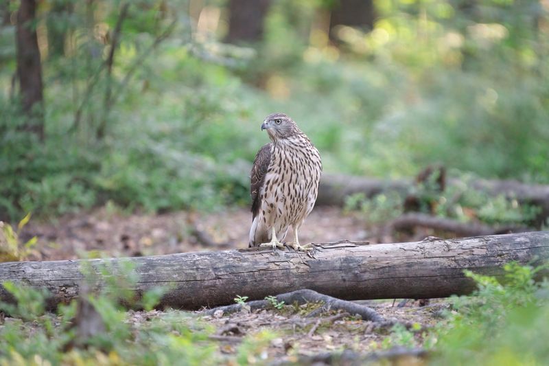 ястреб,ястреб-тетеревятник,тетеревятник,hawk,goshawk,nothern goshawk,accipiter gentilis, Ястреб-тетеревятник фото превью