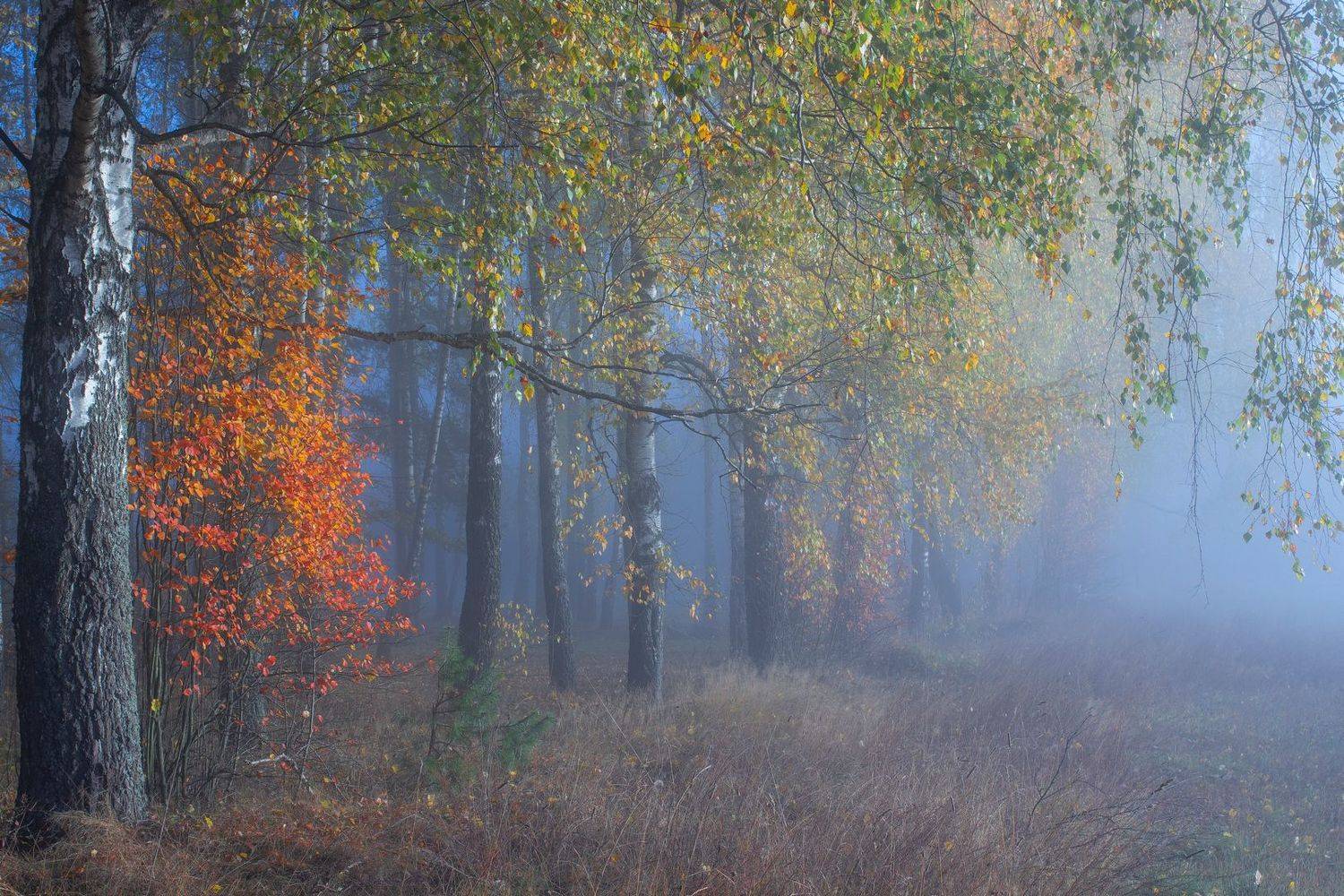 , Игорь Денисов