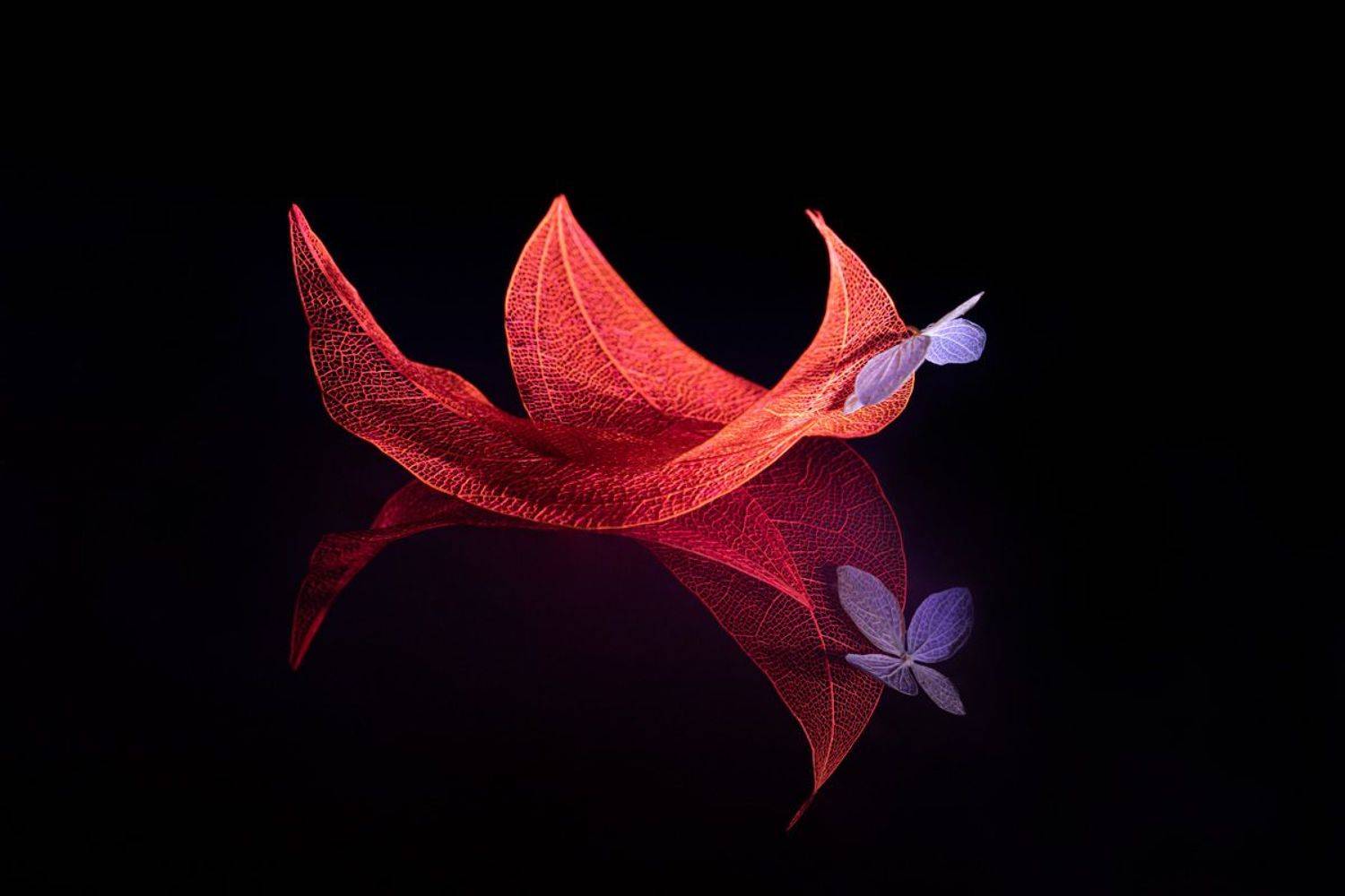 close-up, still life, Игорь Копцев