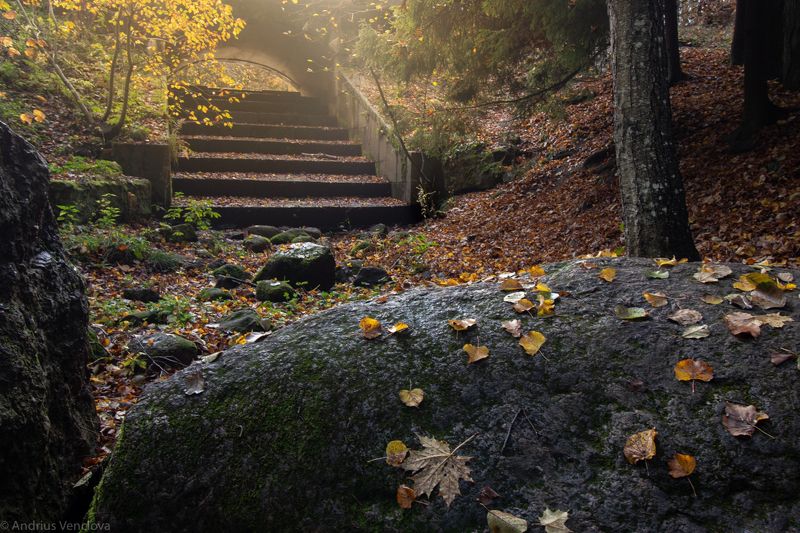 Листья на камне фото превью