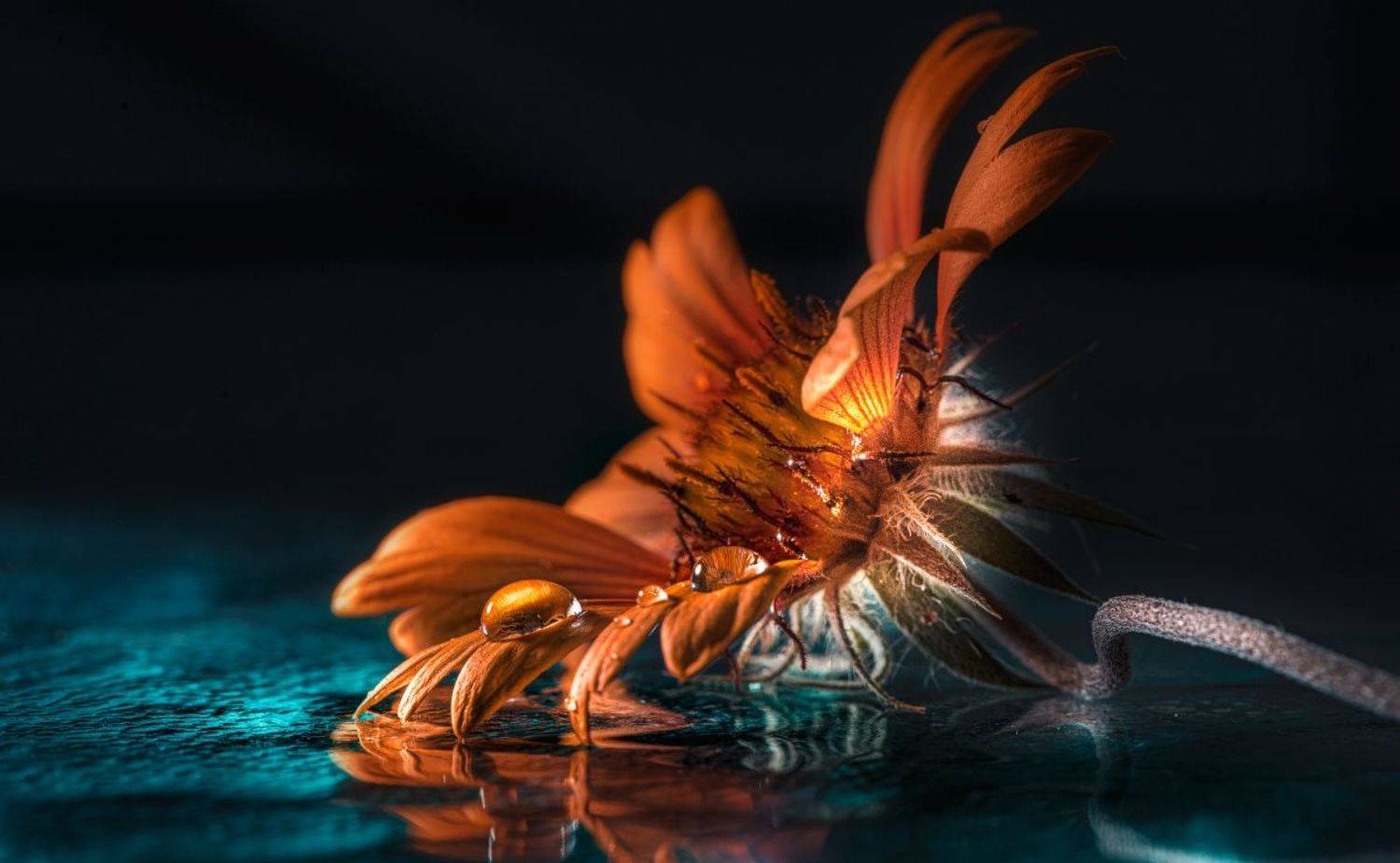 природа, макро, цветы, капли воды, Неля Рачкова