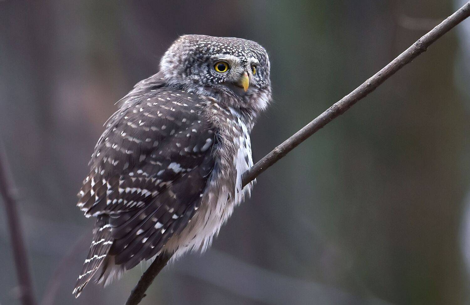 , Макеев Алексей