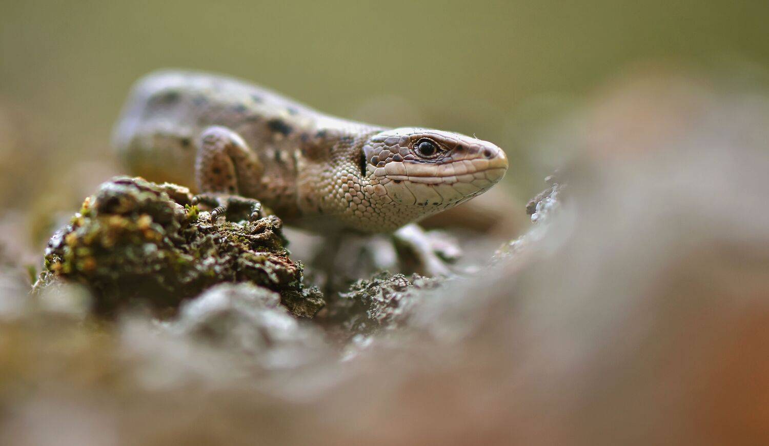 , Макеев Алексей