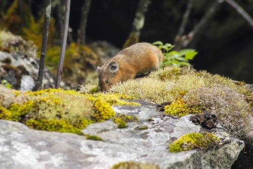 Алтайская пищуха