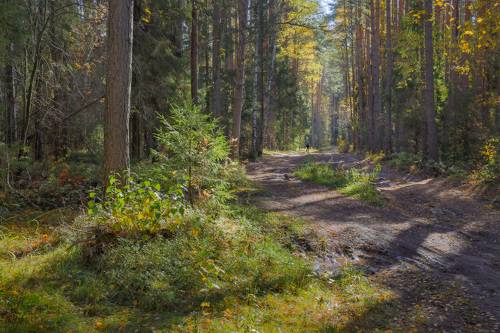 По лесной дороге в солнечный день.