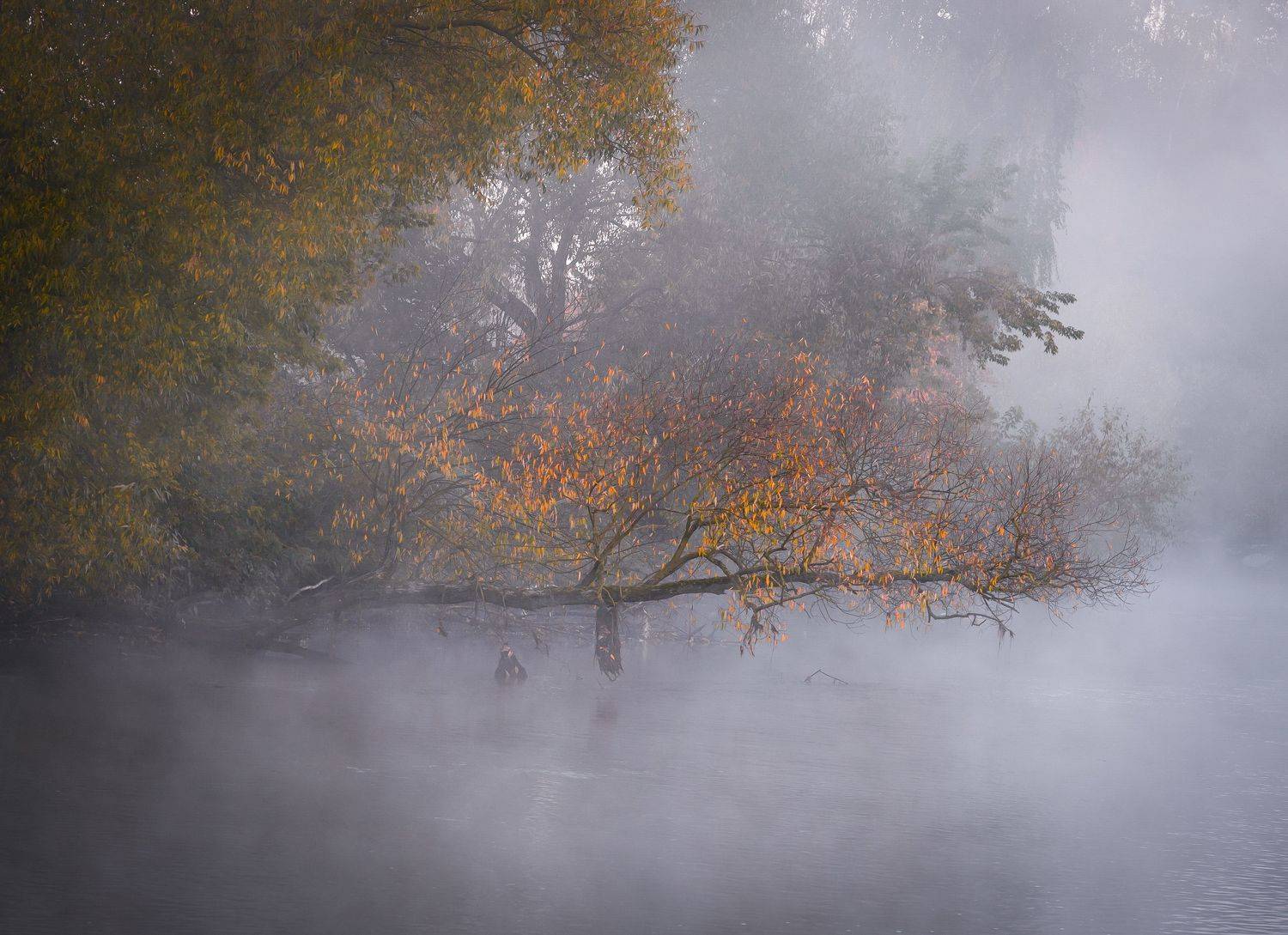осень, утро, туман, свислочь, Александр Гвоздь
