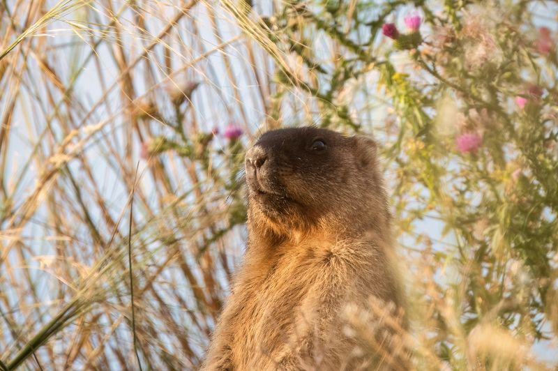 сурок, животные, млекопитающие, природа, marmot Степной дозор фото превью