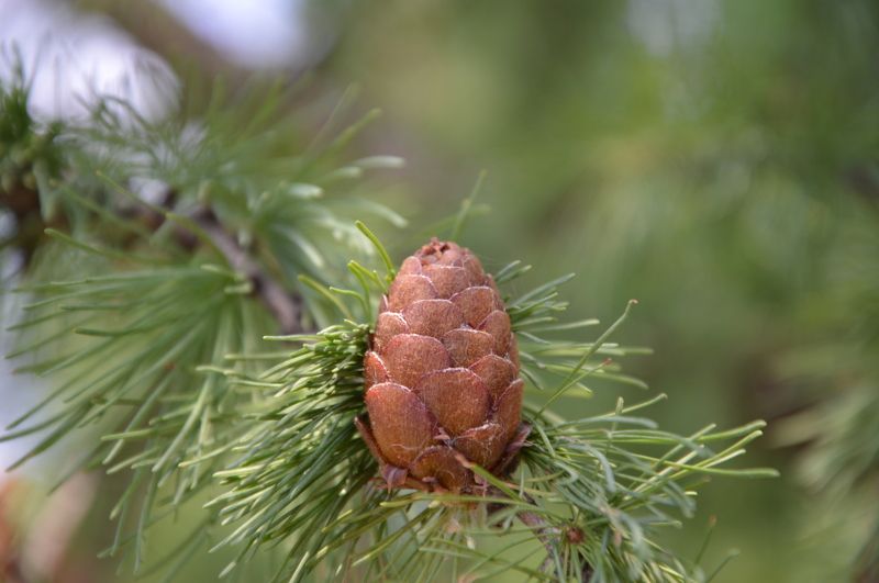 Контраст фото превью