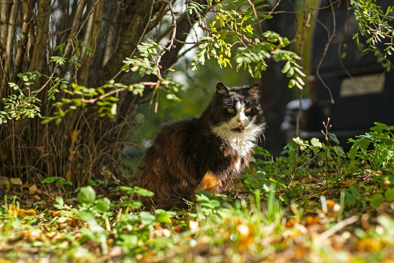 Котяра... фото превью