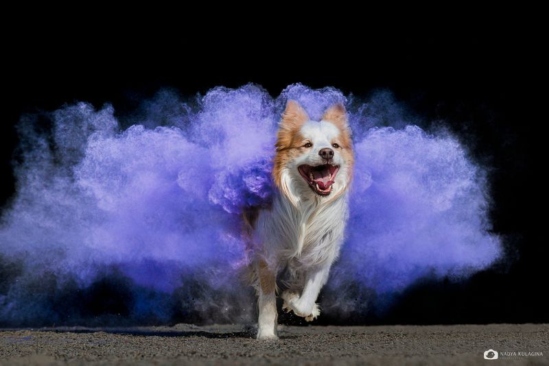 animal, motion photography, action photography, action, holi paint, holi paint photography, color, colorful, joy, agility, dog photography, dog A for Action фото превью