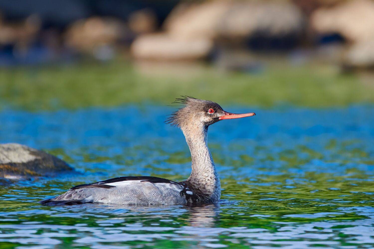 #bird #wildlife #nature #birdphotography, Александр Семенов