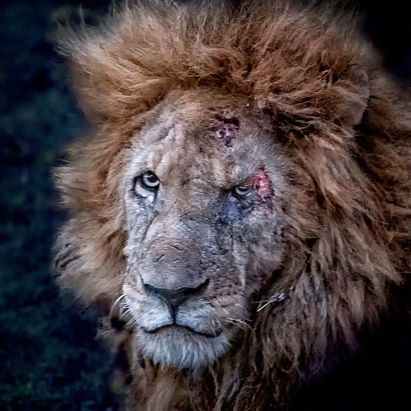 Scar face фото превью