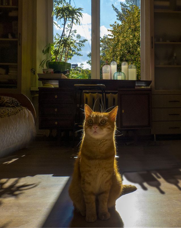 Солнечный денёк фото превью