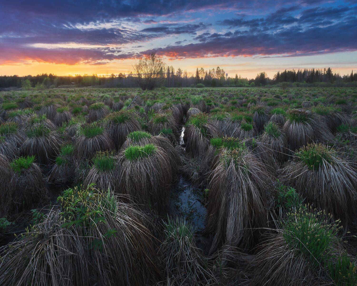 пейзаж, закат, весна, север, луг, трава, landscape, sunset, Иван Чаланов