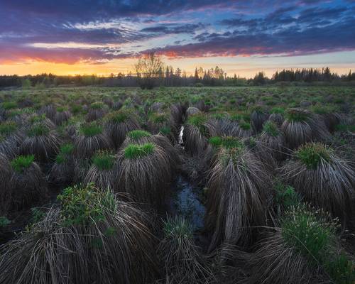 Луговые гномы