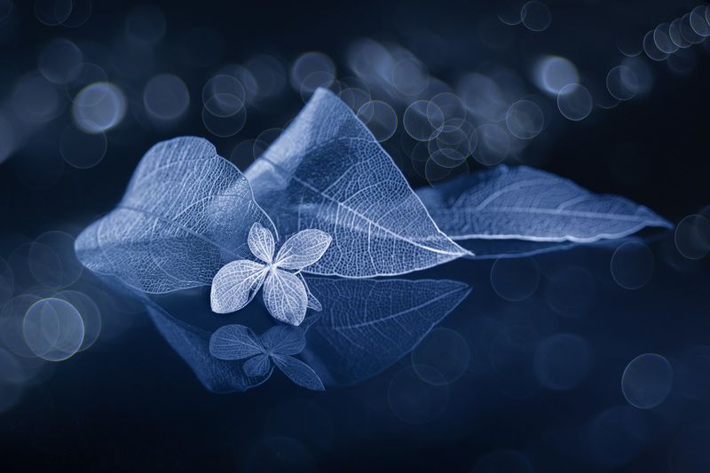close-up, still life Ночное умиротворение фото превью