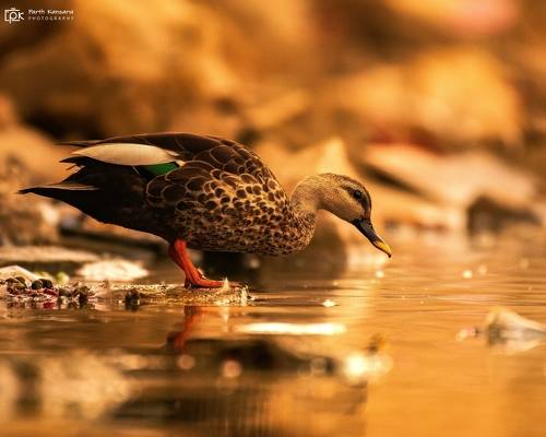 Indian Spot-billed Duck  (Anas poecilorhyncha)