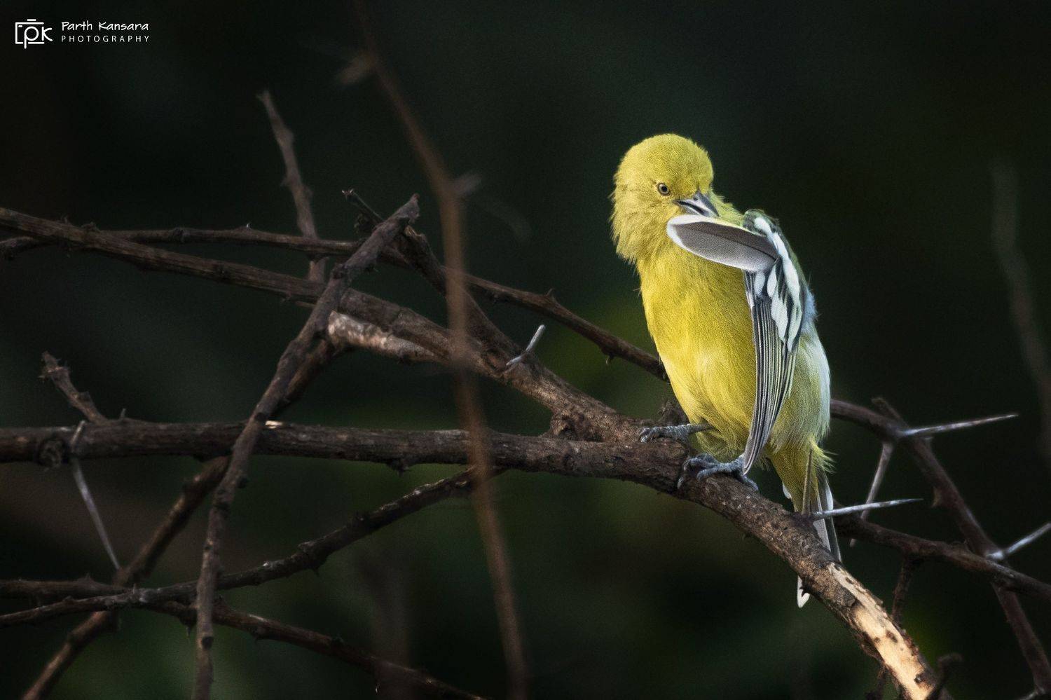 white tailed iora, aegithina nigrolutea, grk, greater rann of kutch, nature, 35awards, 35photo, wildlife, birds, birds of india, parth kansara, parth kansara wildlife, indian wildlife, photo, photography, kutch, birds of kutch, nakhatrana, kutch wildlife,, parth kansara