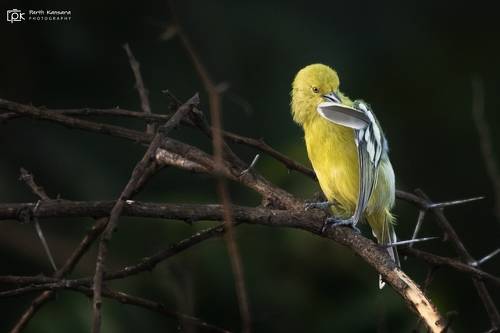 White-tailed Iora  (Aegithina nigrolutea)