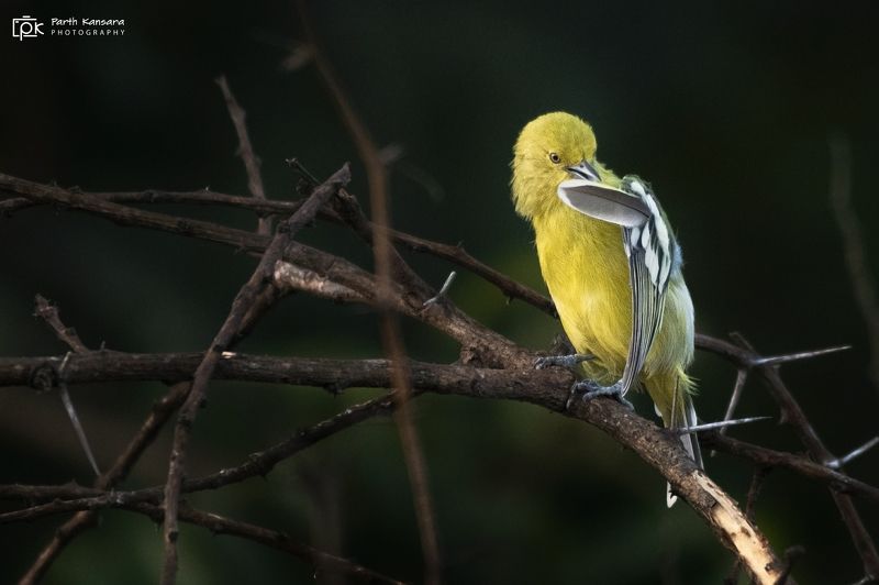 white tailed iora, aegithina nigrolutea, grk, greater rann of kutch, nature, 35awards, 35photo, wildlife, birds, birds of india, parth kansara, parth kansara wildlife, indian wildlife, photo, photography, kutch, birds of kutch, nakhatrana, kutch wildlife, White-tailed Iora  (Aegithina nigrolutea) фото превью