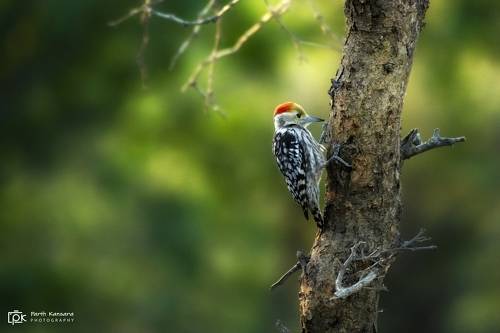 Yellow-crowned Woodpecker (Leiopicus mahrattensis)