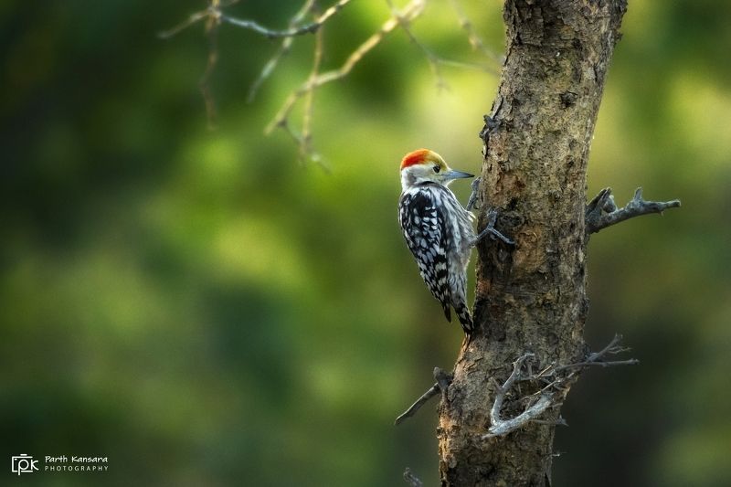yellow-crowned woodpecker, leiopicus mahrattensis, grk, greater rann of kutch, nature, 35awards, 35photo, wildlife, birds, birds of india, parth kansara, parth kansara wildlife, indian wildlife, photo, photography, kutch, birds of kutch, nakhatrana, kutch Yellow-crowned Woodpecker (Leiopicus mahrattensis) фото превью