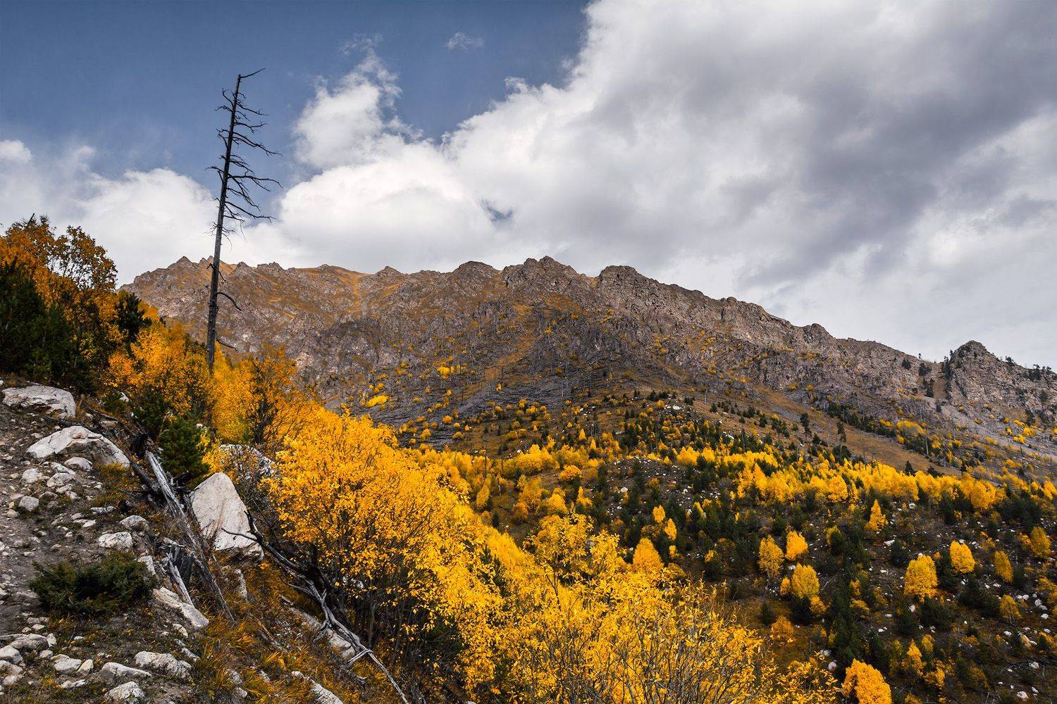 осень горы кавказ дерево, Алексей Меснянкин