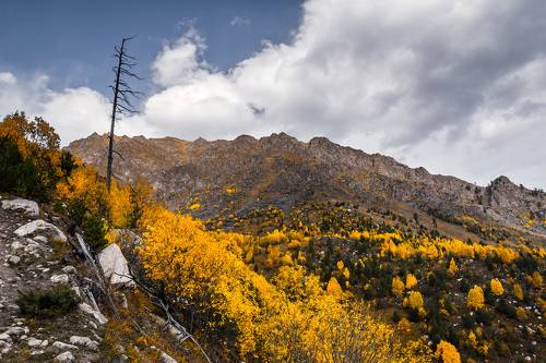 Аксаутская осенняя