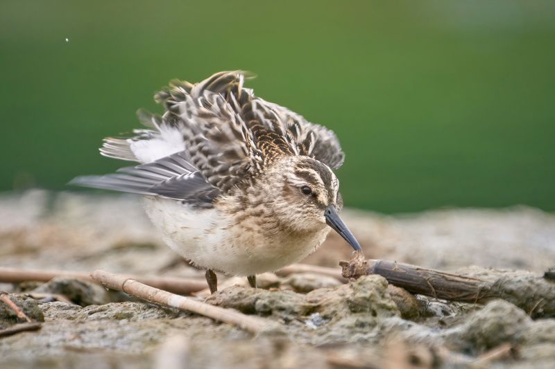 кулик,грязовик,broad-billed sandpiper,wader,shorebird,Calidris falcinellus, Грязовик фото превью