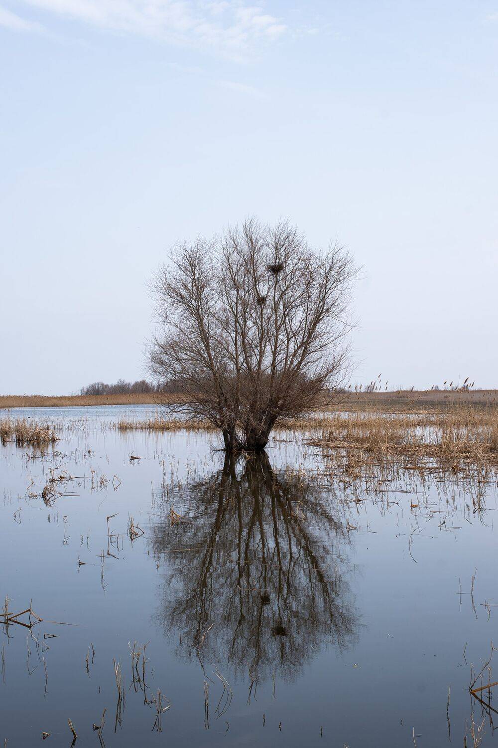 volgograd, russia, wildlife, autumn, , Сторчилов Павел