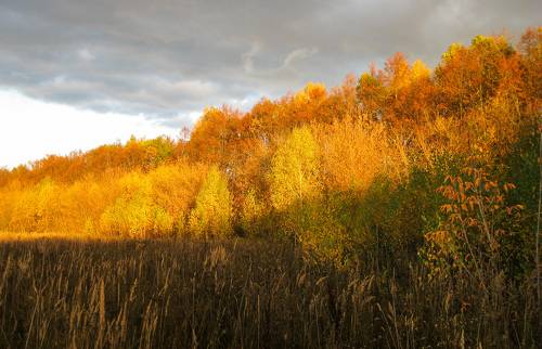 Золотой октябрь