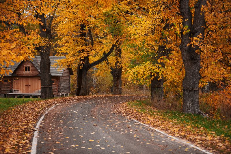 осень, пейзаж, аллея  фото превью