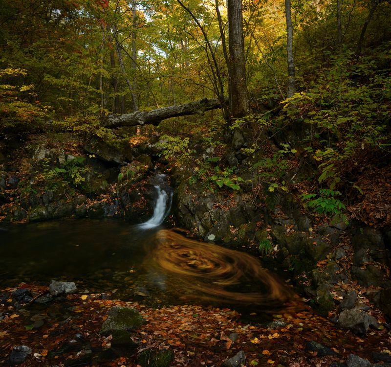 Осень в тайге. фото превью