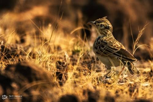 Indian Bushlark (Red-winged Bushlark) Mirafra erythroptera