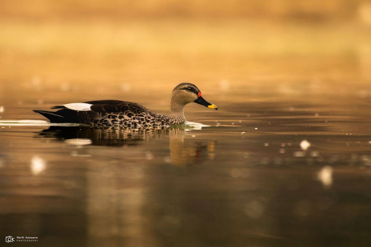 indian spot-billed duck, anas poecilorhyncha, grk, greater rann of kutch, nature, phoenicopteridae, 35awards, 35photo, wildlife, bird, birds, birds of india, parth, parth kansara, parth kansara wildlife, indian wildlife, photo, photography, kutch, natures, parth kansara