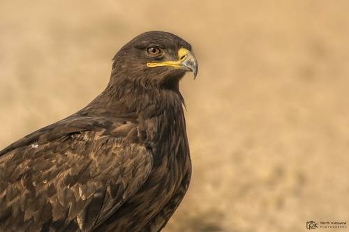 Steppe Eagle (Aquila nipalensis)