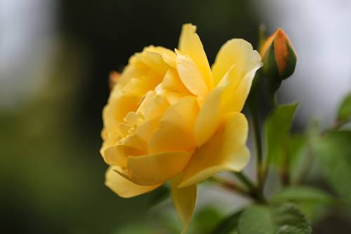 yellow rose