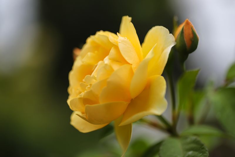 yellow rose, flowers, garden, macro, close-up, nature, blur background yellow rose фото превью