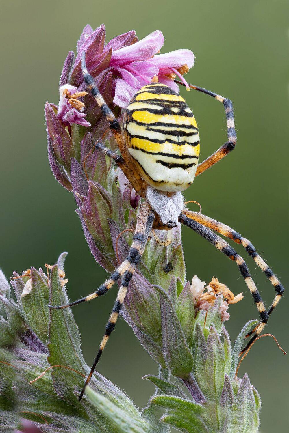 , Кузнецов Дмитрий