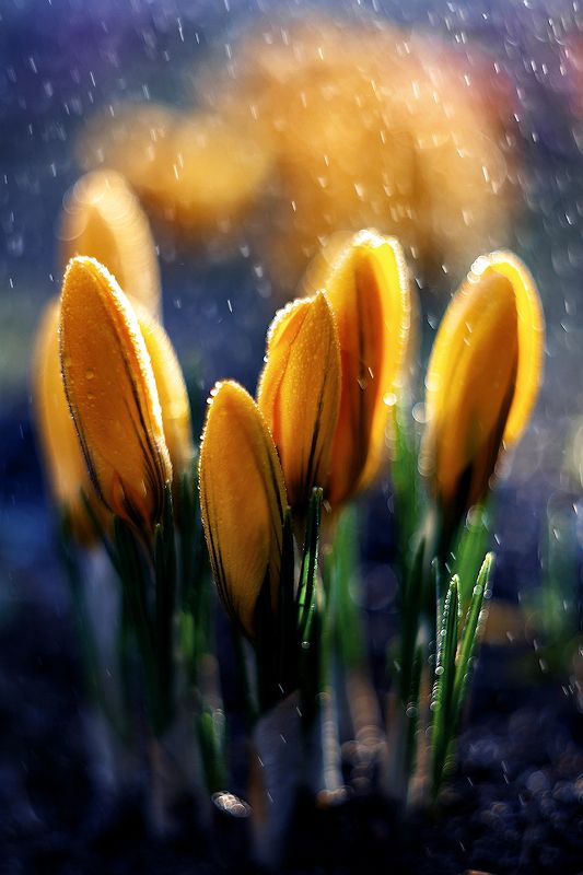 Весна фото превью