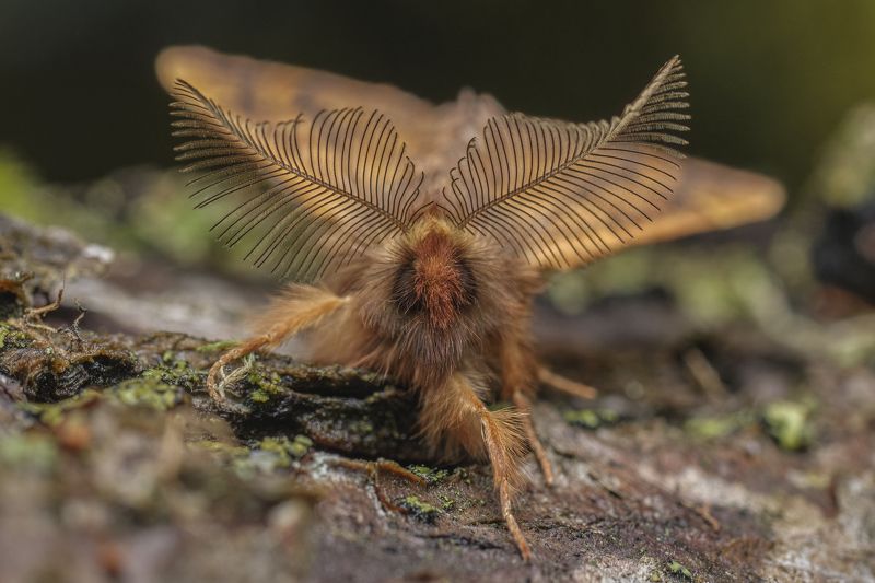 Ptilophora plumigera фото превью