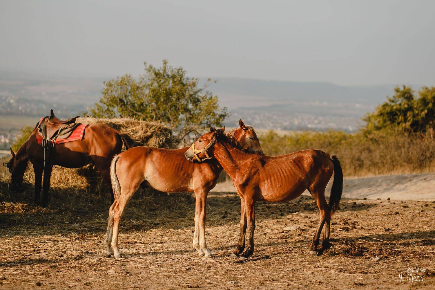 , Ульяна Буканова (Мизинова)