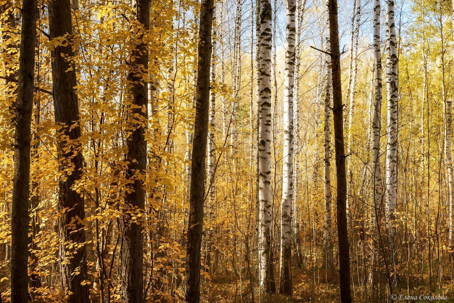 золотой лес, осенний пейзаж, Соколова Елена