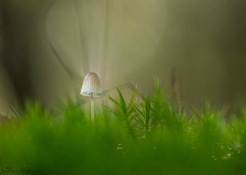 Little mushroom