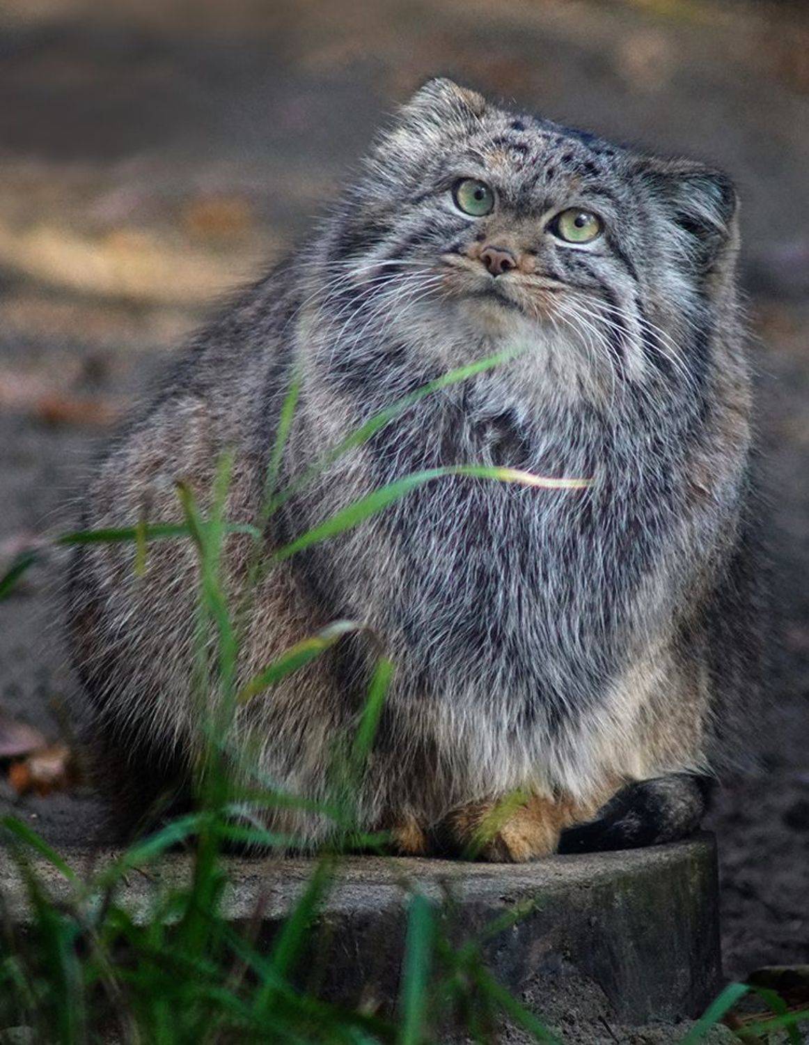 , Алексей Родак