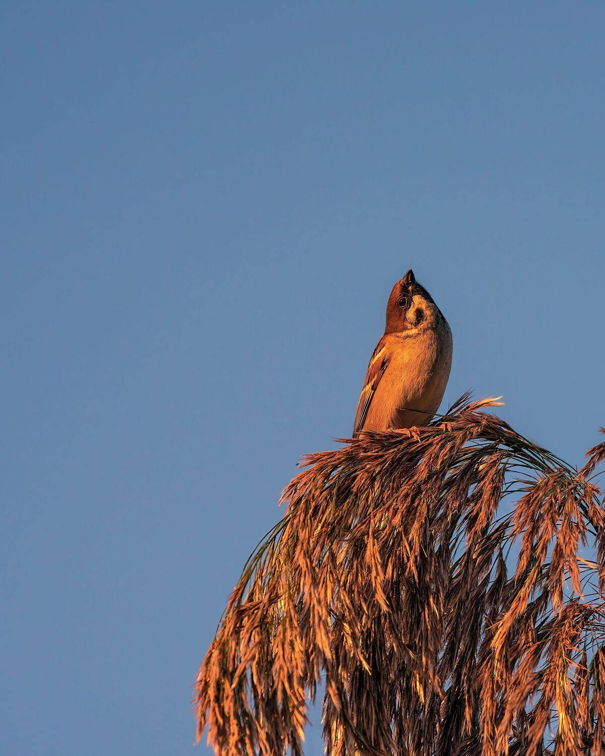 полевой, воробей, Алексей Рыльский
