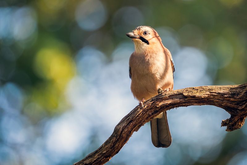 wildlife, bird, nature Eurasian jay фото превью