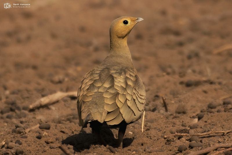 chestnut bellied sandgrouse, pterocles exustus, grk, greater rann of kutch, nature, 35awards, 35photo, wildlife, birds, birds of india, parth kansara, parth kansara wildlife, indian wildlife, photo, photography, kutch, birds of kutch, nakhatrana, kutch wi Chestnut-bellied Sandgrouse (Pterocles exustus) фото превью