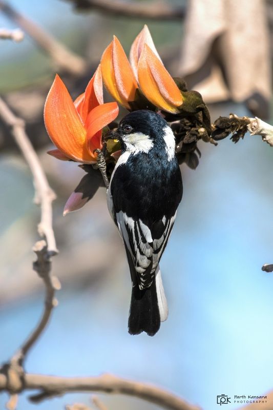 white-naped tit, machlolophus nuchalis, grk, greater rann of kutch, nature, 35awards, 35photo, wildlife, birds, birds of india, parth kansara, parth kansara wildlife, indian wildlife, photo, photography, kutch, birds of kutch, nakhatrana, kutch wildlife, White-naped Tit (Machlolophus nuchalis) фото превью