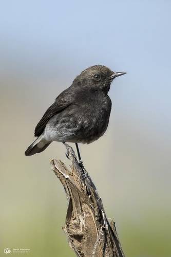 Variable Wheatear (Oenanthe picata)